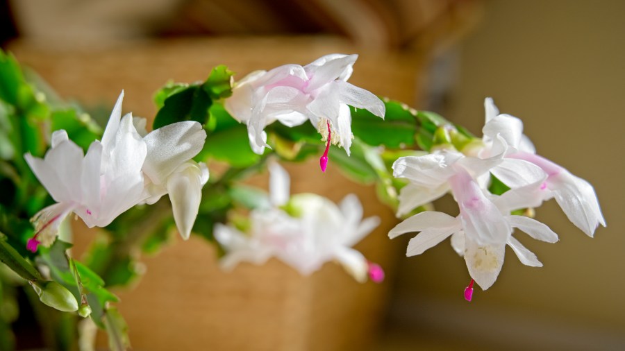 Back Home in&nbsp;Colorado