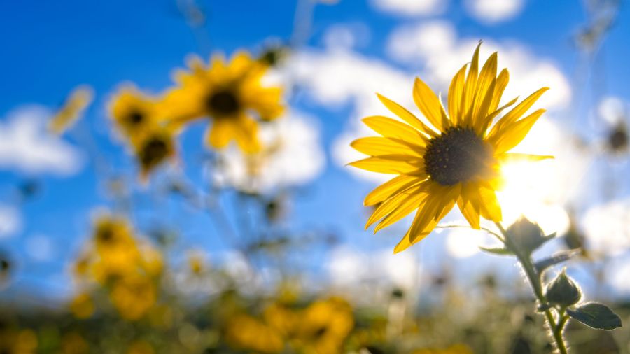 Sunflowers in Cañon&nbsp;City